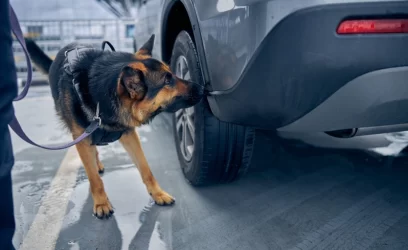 How Accurate Are Drug-Sniffing Dogs in Louisiana?