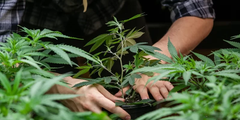 Louisiana Lawmakers Push Through 3 Marijuana Reform Bills